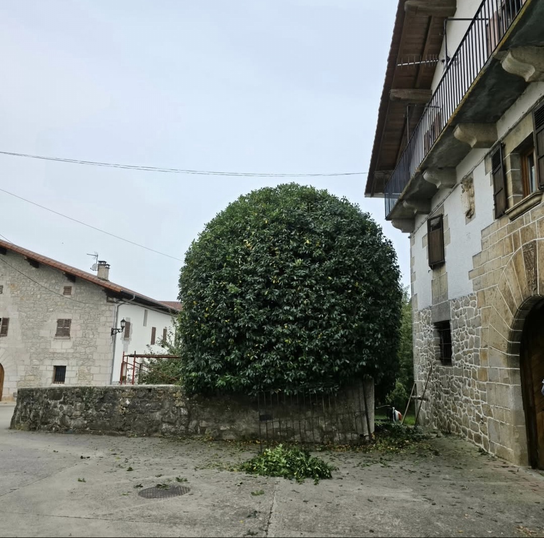 Poda artística de árbol ornamental